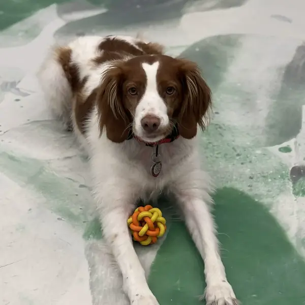Comfortable overnight boarding at K9 Rox Club